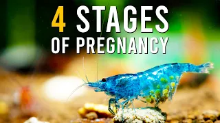 Your Red Cherry Blue Velvet Shrimp Will BREED If You Do This