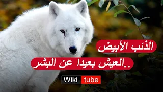 الذئب الأبيض 