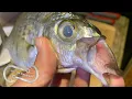 EATING ALIEN FISH Mojarra Catch Cook and Eat - BETTER FOR BAIT OR DINNER