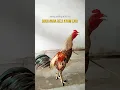 Download Lagu Kokok Ayam Pama / Mangon CP trah Khaosai + Tao San Liem original