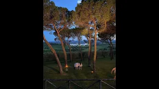 حبيب قلبي هنا روحي ـ امال ماهر 