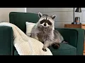 YOU CAN T HANDLE A PET RACCOON