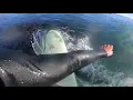 Super small waves on a super big board Pleasure Point Santa Cruz California