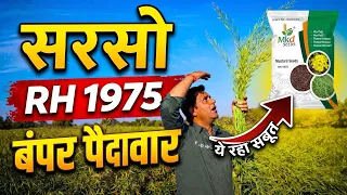 RH 1975 सरसों की पूरी जानकारी | खेत में देखिए शानदार फसल | Mustard Variety