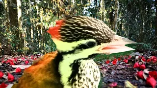 suara anakan pelatuk bawang cocok untuk masteran