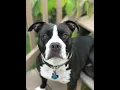 A Pet Memorial Service Revised