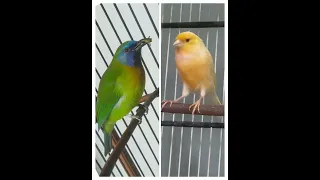 kinoi vs kenari masteran full isian tembakan panjang sangat cocok untuk pendamping murai batu