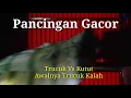 Download Lagu Pancingan Gacor Trucuk VS Kutut