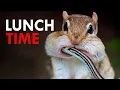 You Won t Believe What Chipmunks Eat For Lunch