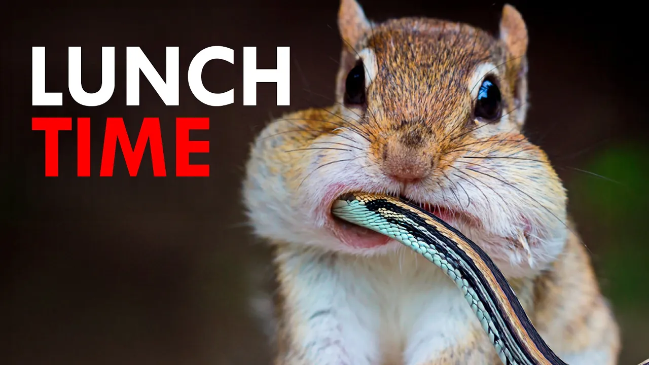 Outline Video You Won’t Believe What Chipmunks Eat For Lunch