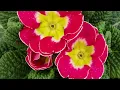 Soft Nostalgic Piano Music | Relaxing Beautiful Pieces in Nature | 4K
