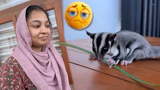 sugar is missing because of pami 