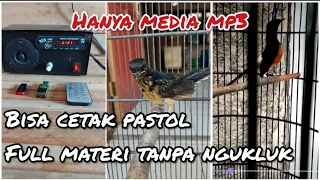 Download CARA PEMASTERAN TROTOL DENGAN MP3 || cetak murai pastol full materi tanpa ngukluk. MP3