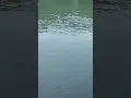 Download Lagu lost big fish #tiktok #shorts #fishing #viral #youtube #trout