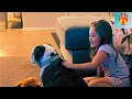 Download Lagu A “Mean” Bulldog Nobody Wanted—Found the One Person Who Understood Her