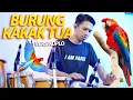Download Lagu BURUNG KAKAK TUA VERSI KOPLO || FARIS KENDANG FT DEWI AYUNDA ( COVER )