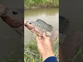Download Lagu Katanya kalau mancing hujan sore hari ikan jaer merah babon kelaparan🤤 #mancingliaran