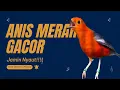 Anis Merah Official 43| Banyak yang LANGSUNG BUNYI mendengar pancingan Anis Merah ini buktikan dalam