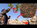 Download Lagu Nomadic Vlog | 🌊 River Life, 🏔️ Mountain Hiking \u0026 Traditional Dish with Kashk 🍲