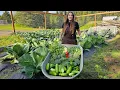 Our First BIG Harvest of the Season Mid-Summer Alaskan Garden Tour