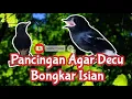 Download Lagu Pancingan Agar Decu Bongkar Isian