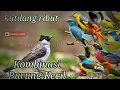 Download Lagu Suara pikat kutilang ribut kombinasi burcil - di jamin 100% burung pada ngumpul semua