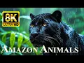 Download Lagu ANIMALS OF AMAZON RAINFOREST 8K Ultra HD – Jungle Wildlife and Sounds