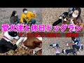Download Lagu 【癒しすぎ】愛犬4匹ドッグラン連れて行ったら泥棒に荷物盗まれた。。。