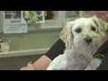 Bibb County animal shelters offering free pet adoptions for month of May