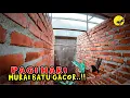 Download Lagu PANCINGAN PAGI HARI UNTUK MELATIH MENTAL FIGHTER ! PANCINGAN MURAI BATU AGAR GACOR