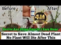 Download Lagu How To Revive Any Dying Plant in 3 Eazy Steps : Root Rot Treatment : Plants Issues And Solutions