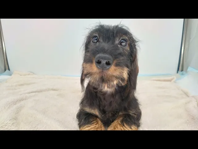動画