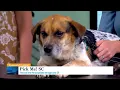 Petco Love Pick Me SC helping find homes for 2 500 animals in SC