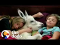 Download Lagu Sisters Have A Sleepover With... Their Tiny Baby Donkey?! | The Dodo Little But Fierce
