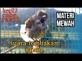 Download Lagu masteran pentis raja gacor
