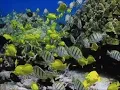 Hawaiian Slack Key "Ulili 'E" by Peter Medeiros