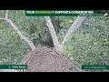 Duke Farms Eagle Cam