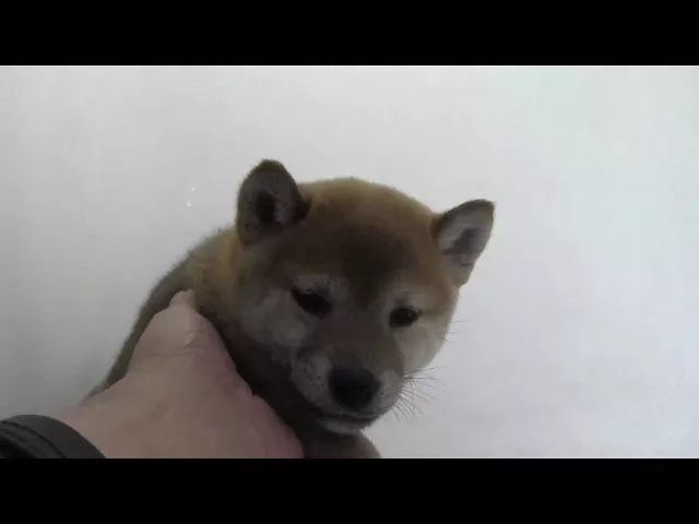 動画