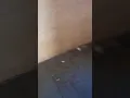 Windsor palms apartments is a slum