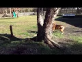 Fox hound vs German Shepard mix