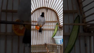 بلبل خانقين خرافي اسمع الصوت واحكم تغريد     خورما خوري     دندنها