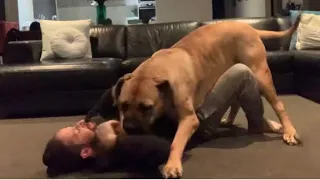 Big Boerboel wants to Play 
