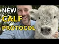 What Happens at Fluffy Feather Farm When a Calf is Born