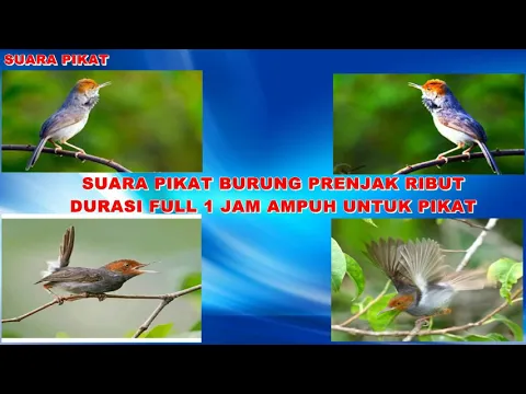 Download MP3 SUARA PIKAT BURUNG PRENJAK RIBUT DURASI PANJANG FULL 1 JAM AMPUH UNTUK PIKAT