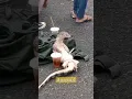 Video Lucu#biawak #shortsvideo