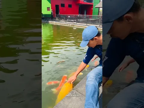 Tangan Bapa Di Gigit Ikan #shorts