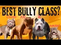 American Bully 101 Which is the best American Bully Class