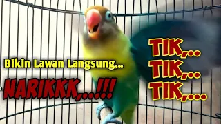 Download TIK,..TIK,..TIK,  Lawan Dengar LANGSUNG NARIK, Pancingan Lovebird Cepat Ngekek Dengan Sekali KETIKAN MP3