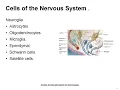 Mastering Medical Terminology Chapter 9 Nervous System