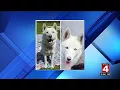 Detroit woman believes animal rescue gave her lost dog to someone else